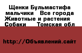 Щенки Бульмастифа мальчики - Все города Животные и растения » Собаки   . Томская обл.